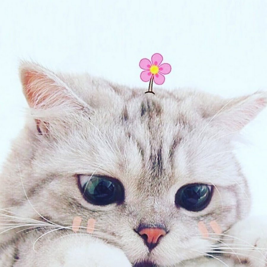 Пикчи с котиками