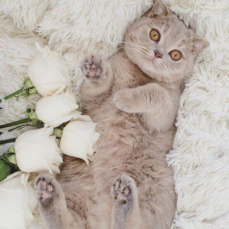 Котик с розой