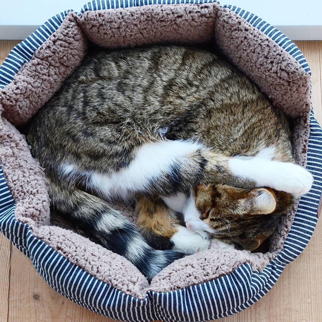 Доброе зимнее утро с животными