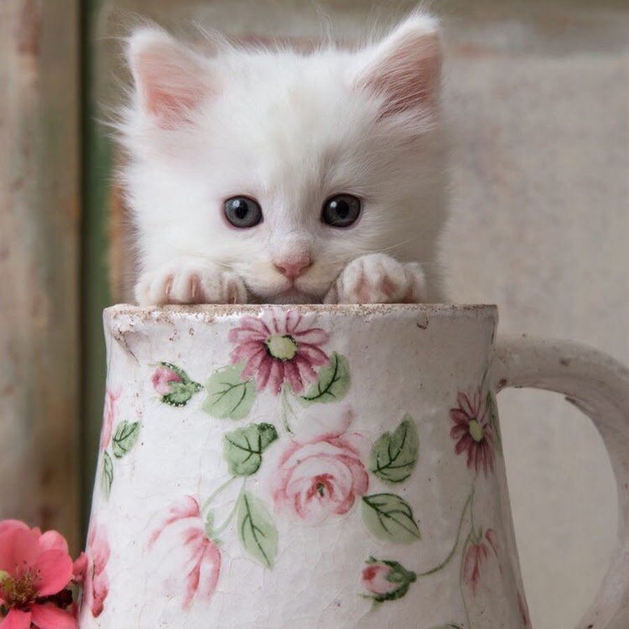 Открытка кошки с днём рождения