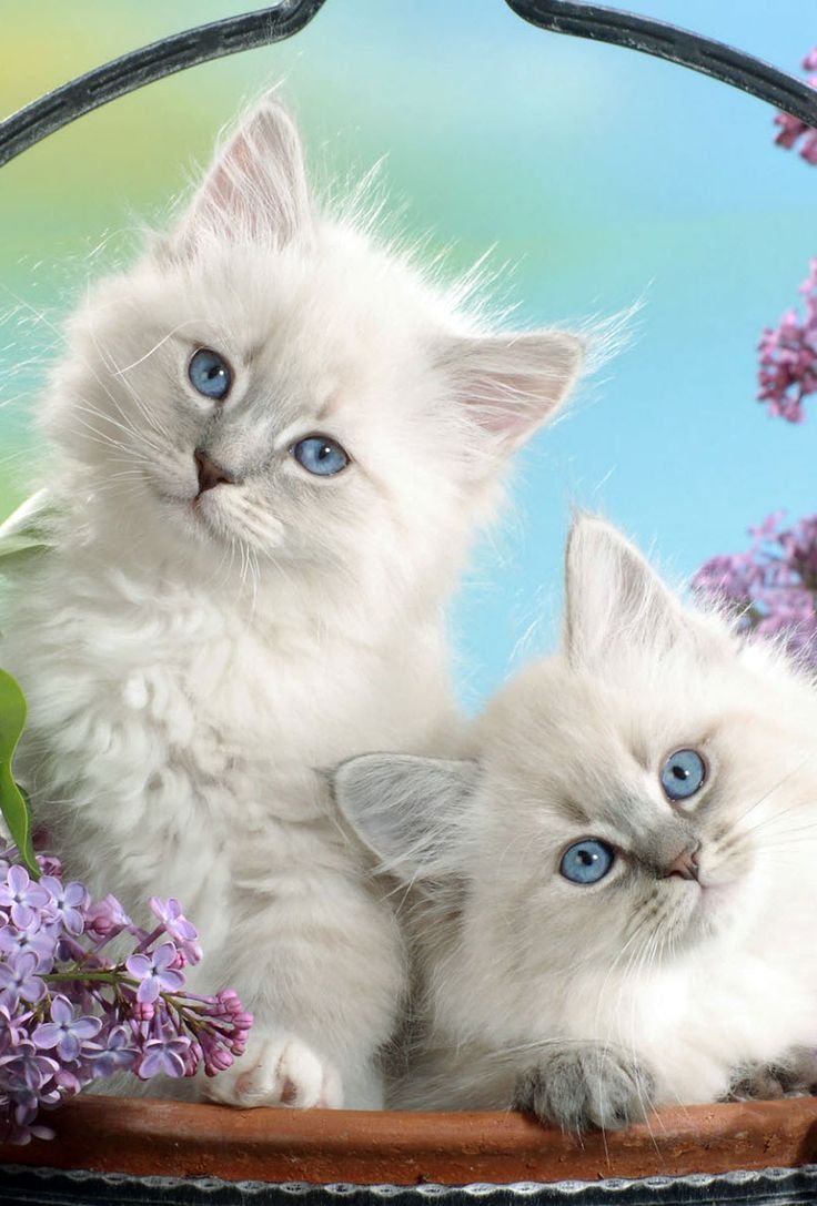 Открытки с котятами