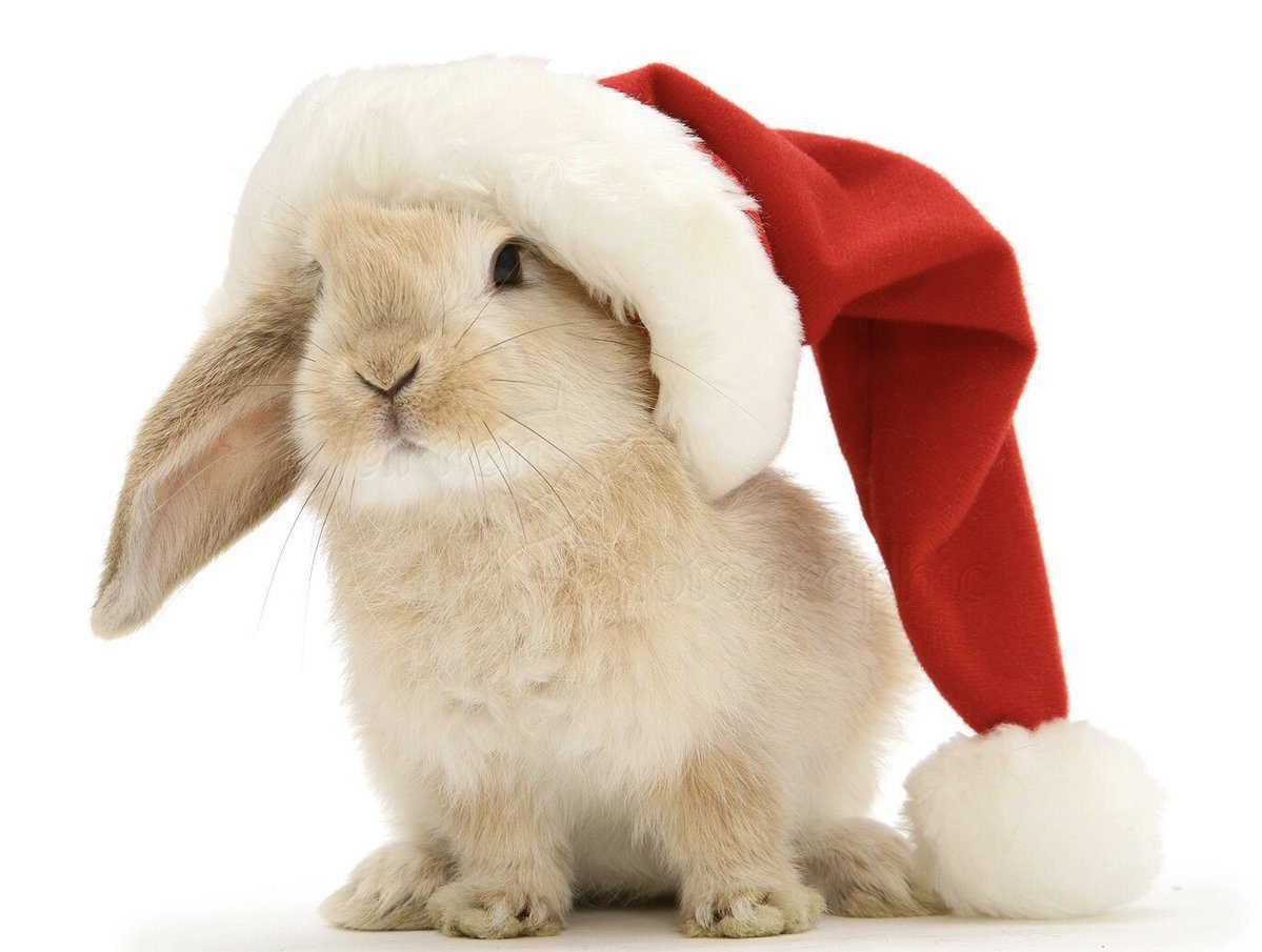 Новогодний зайчик