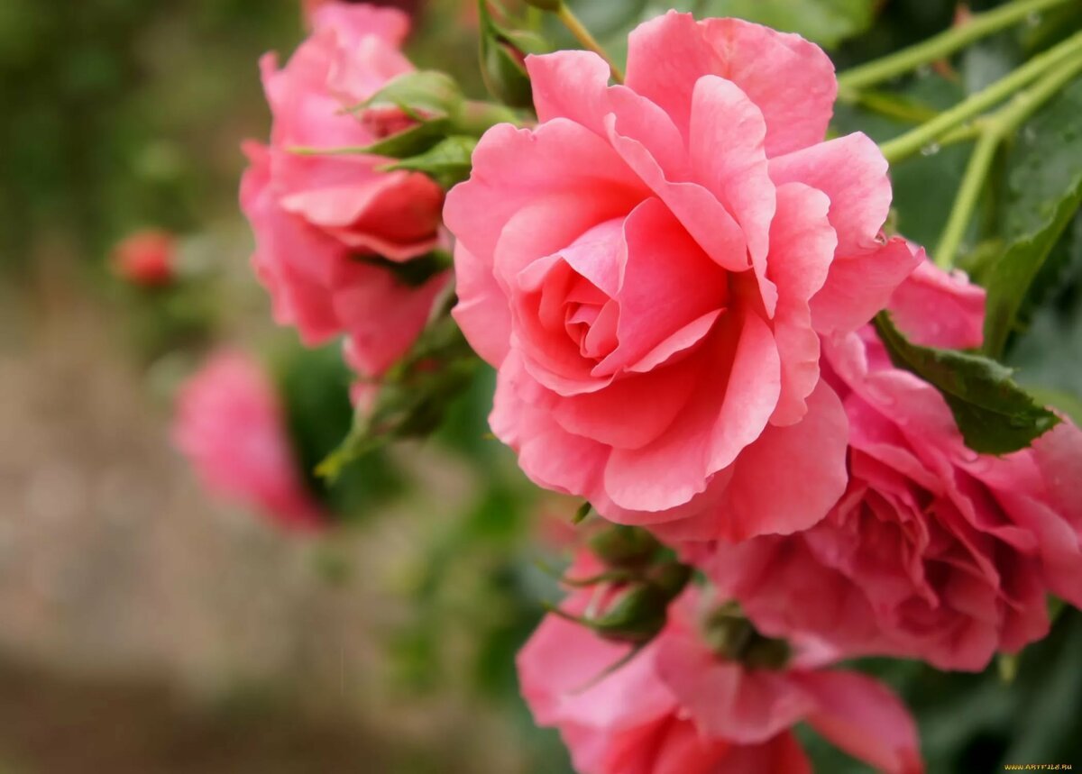 Голуби на голубом небе