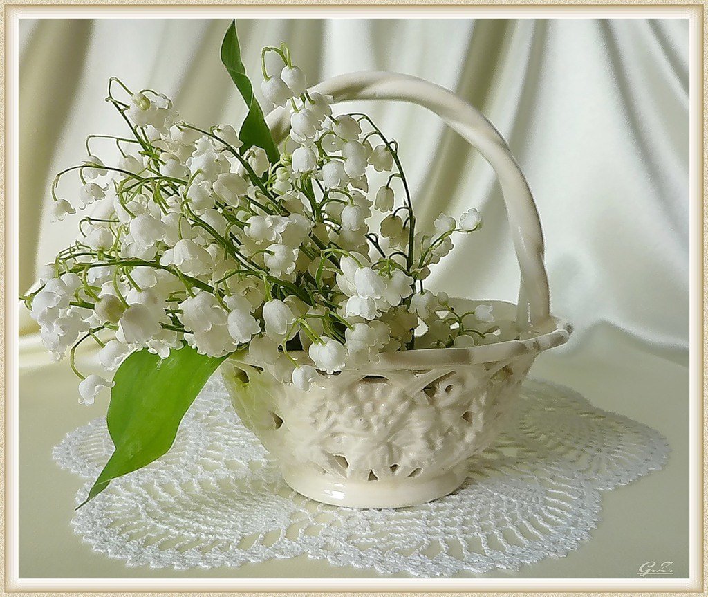 Нежные белые цветы