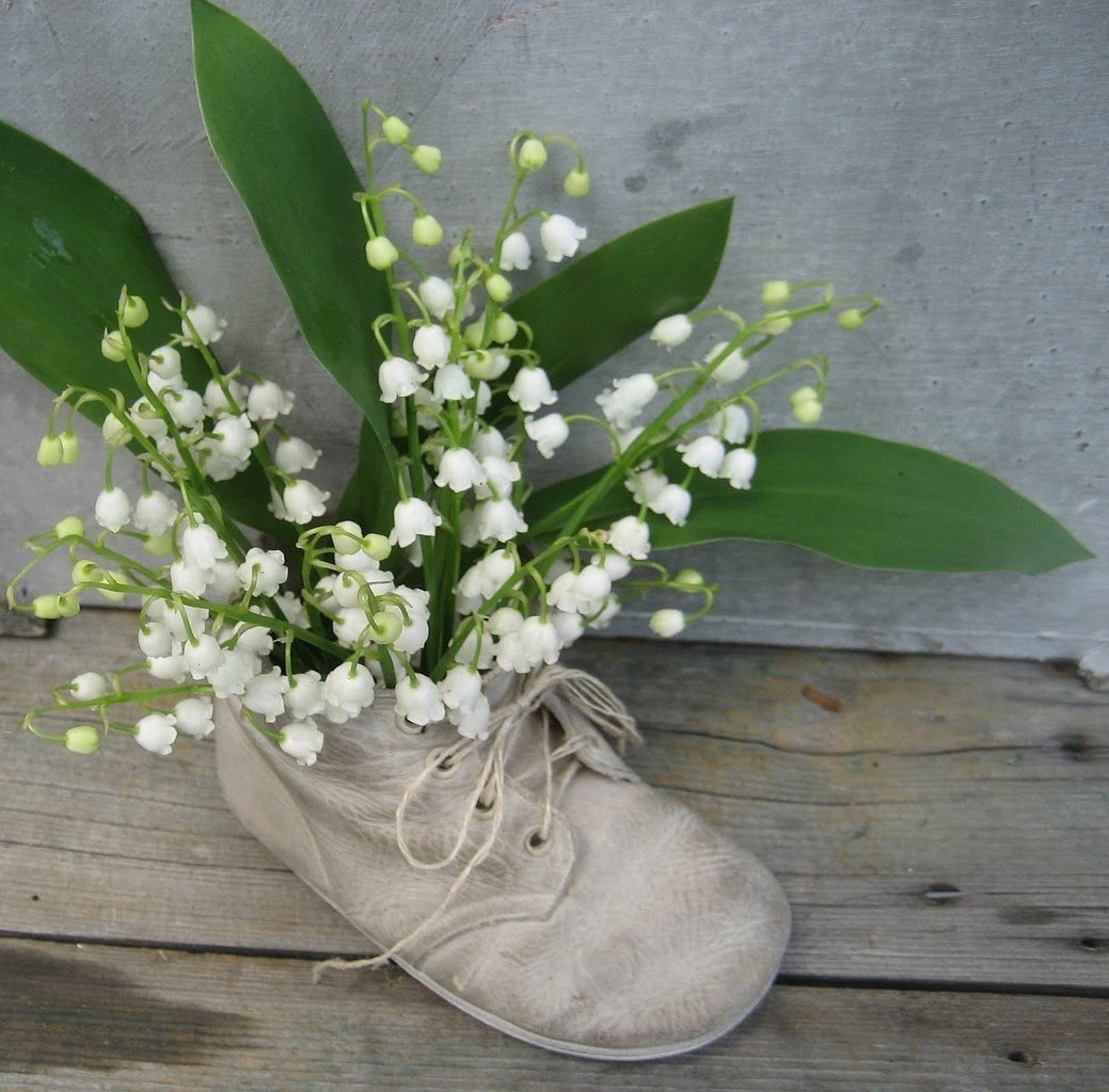 Ландыш Майский венчик