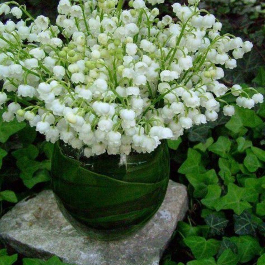 Огромный букет Ландышев