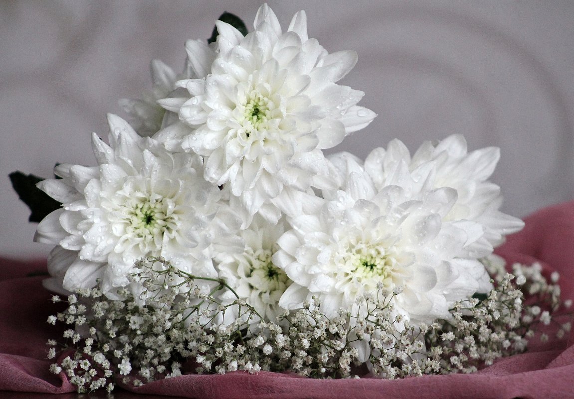 Белые хризантемы Одинцов