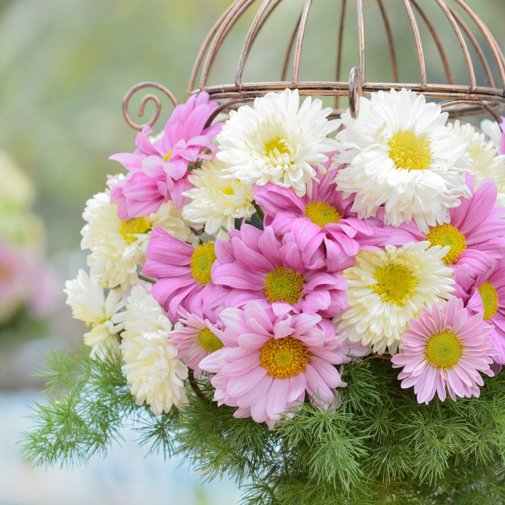 Очень красивые хризантемы