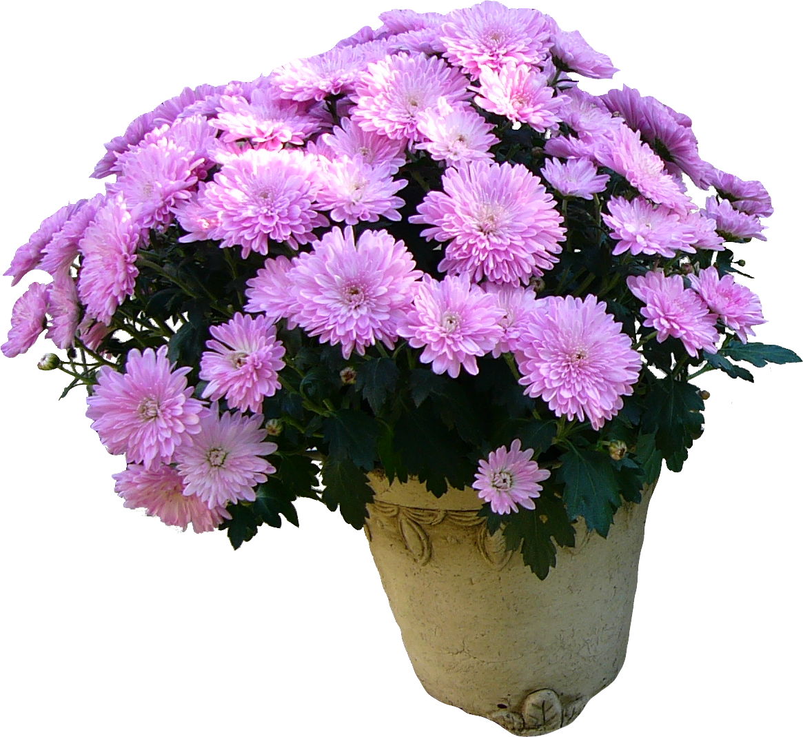 Хризантемы с пожеланиями