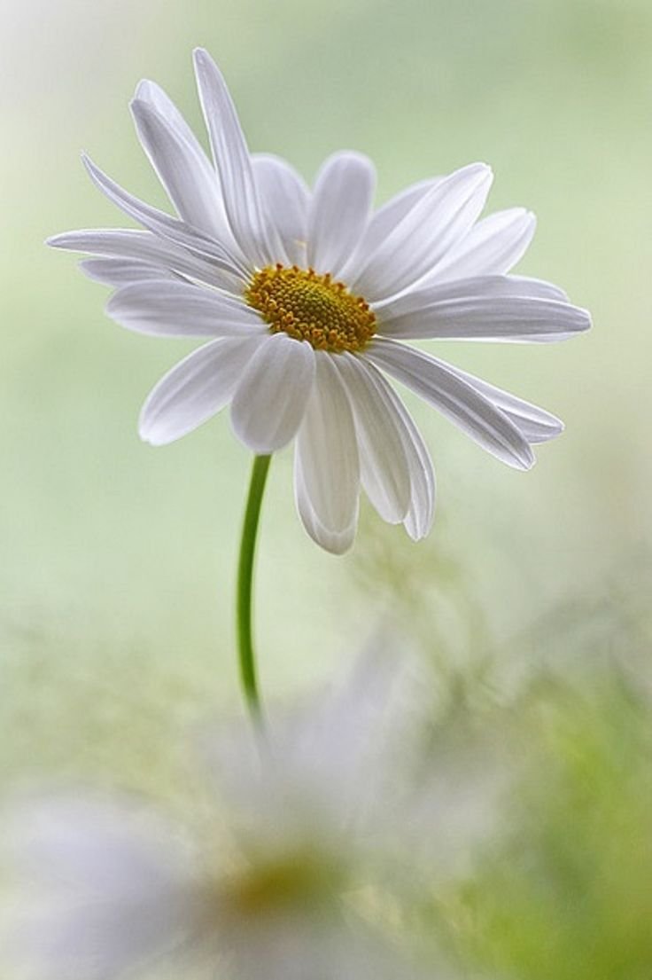 Нежные цветы ромашки