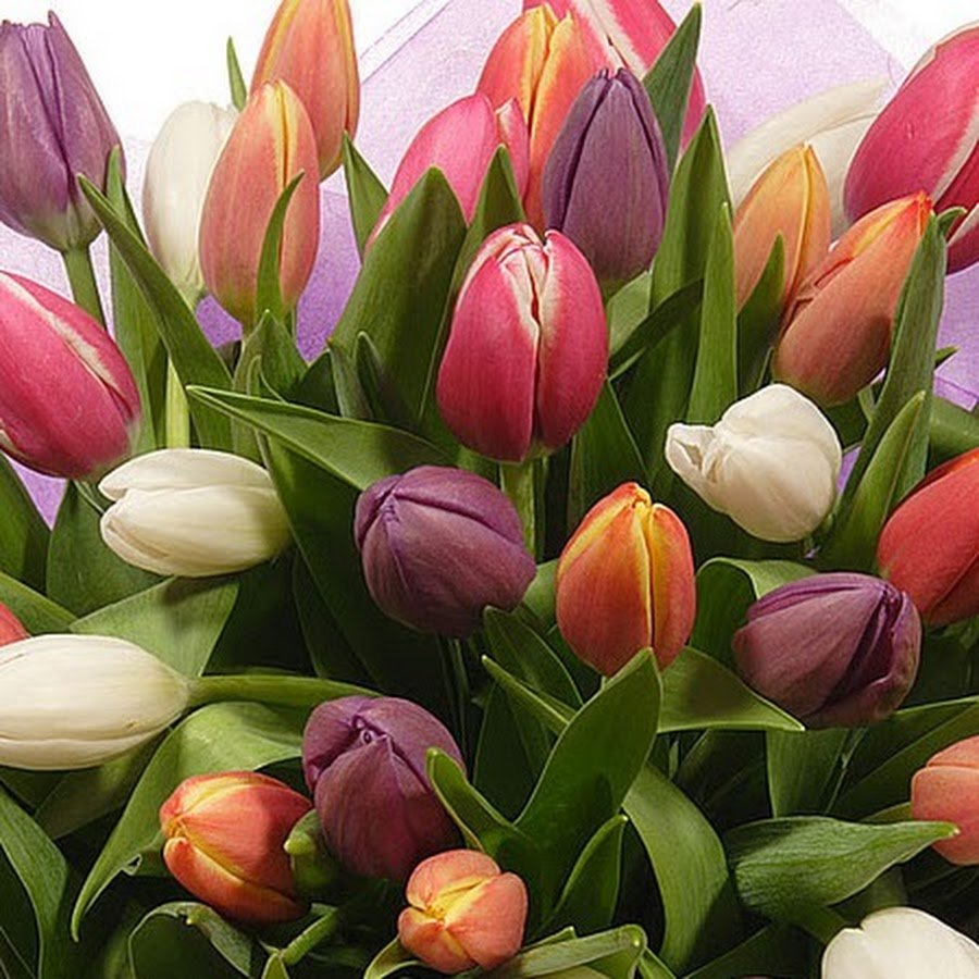 С днём рождения тюльпаны