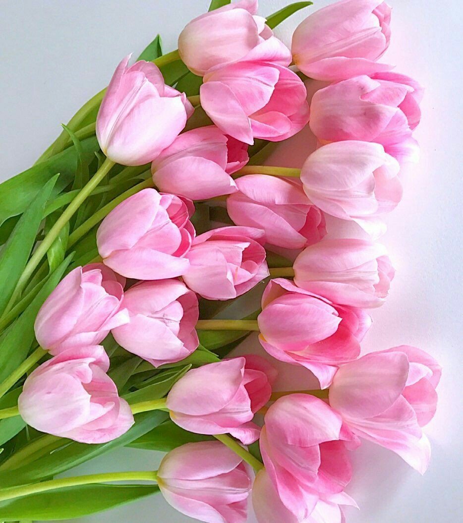 Тюльпан букетный
