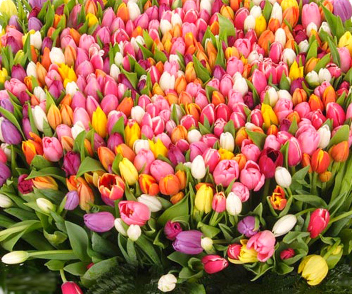 С днём рождениятюльпаны