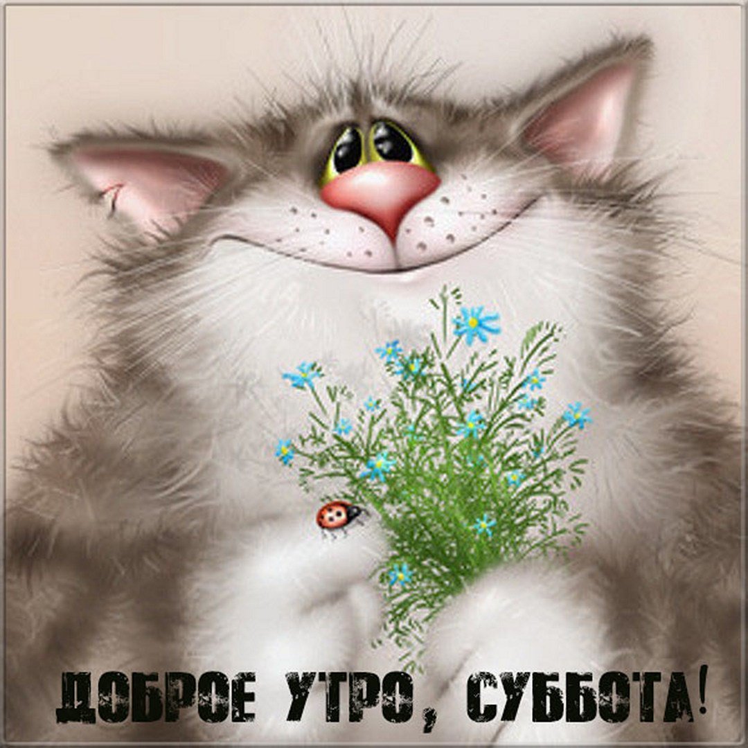 Открытка "кот"