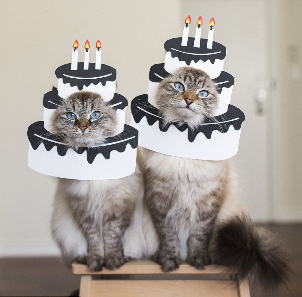 Торт с «кошечкой»