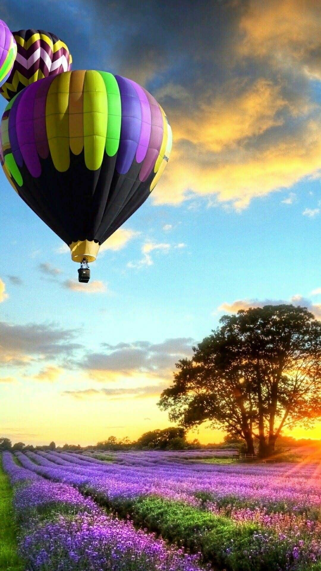 Лавандовое поле и воздушный шар