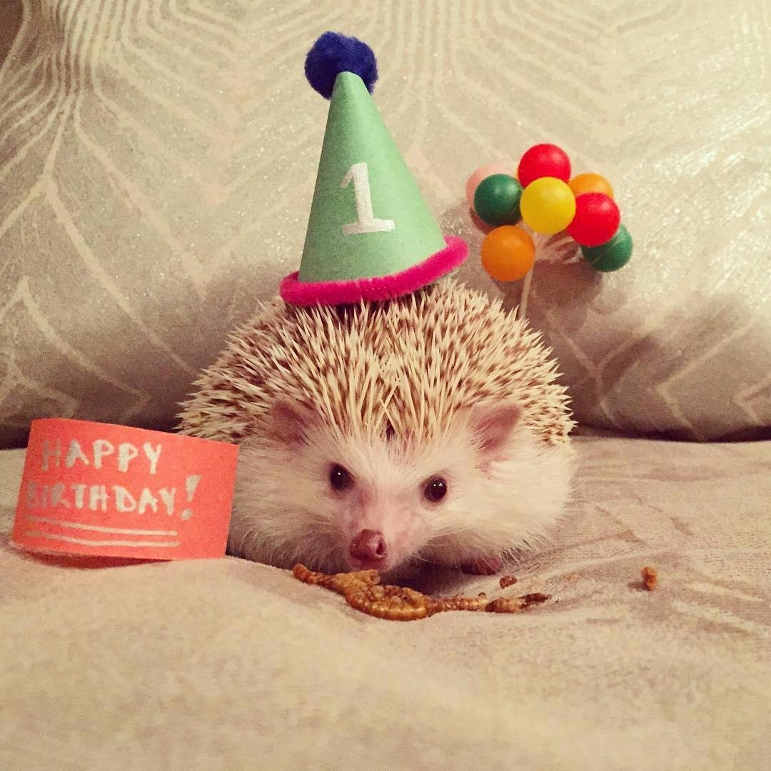 С днём рождения для дочери с ежиком