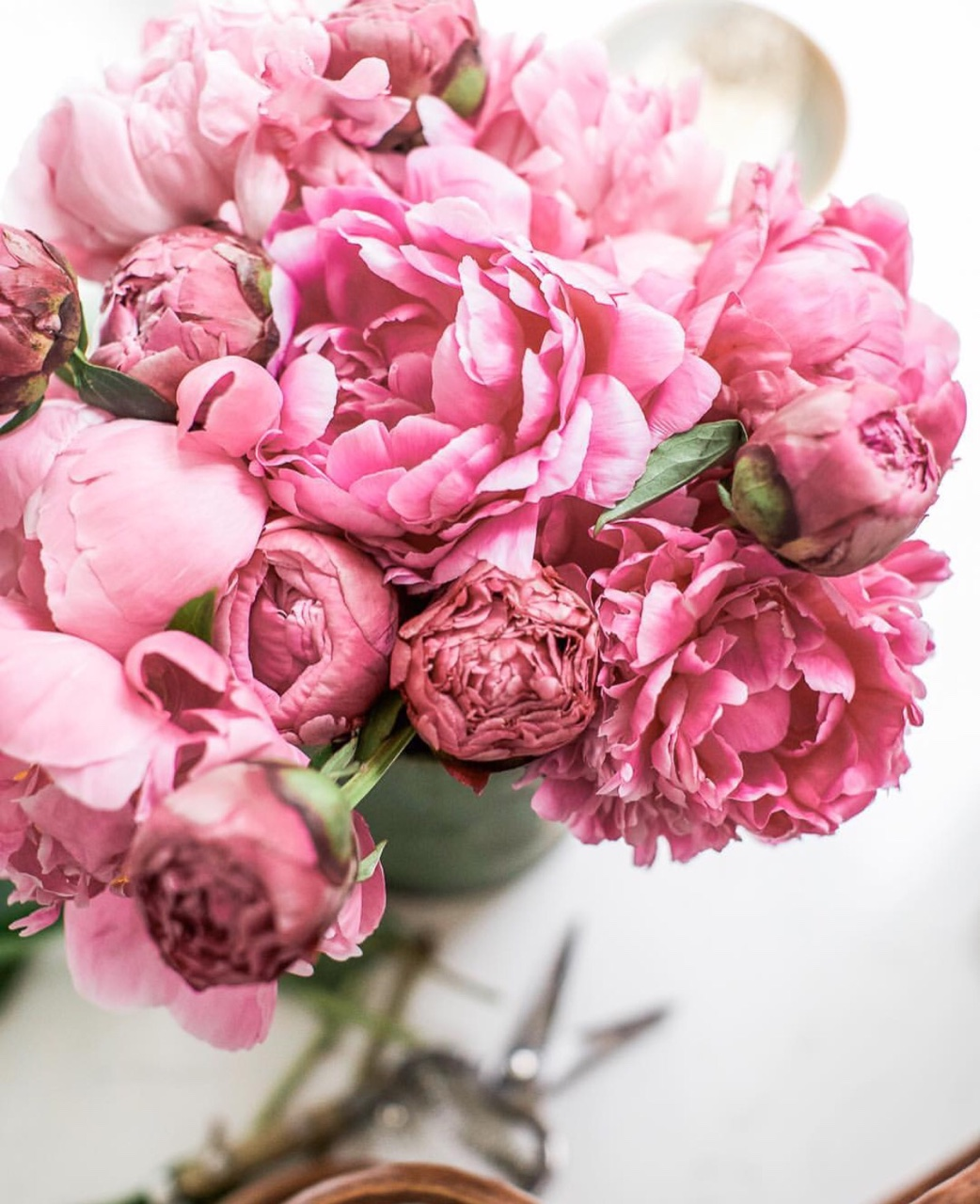 Пионы Прованс