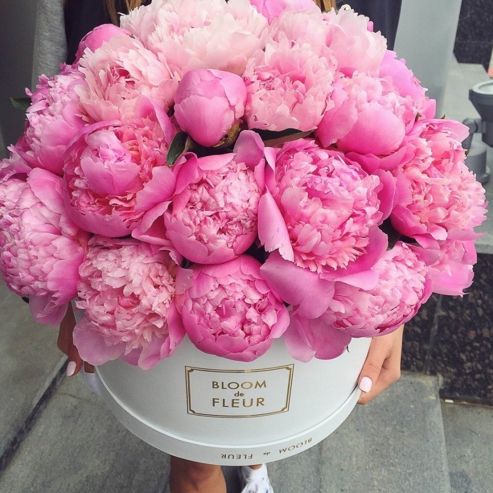 Бривидо пионы