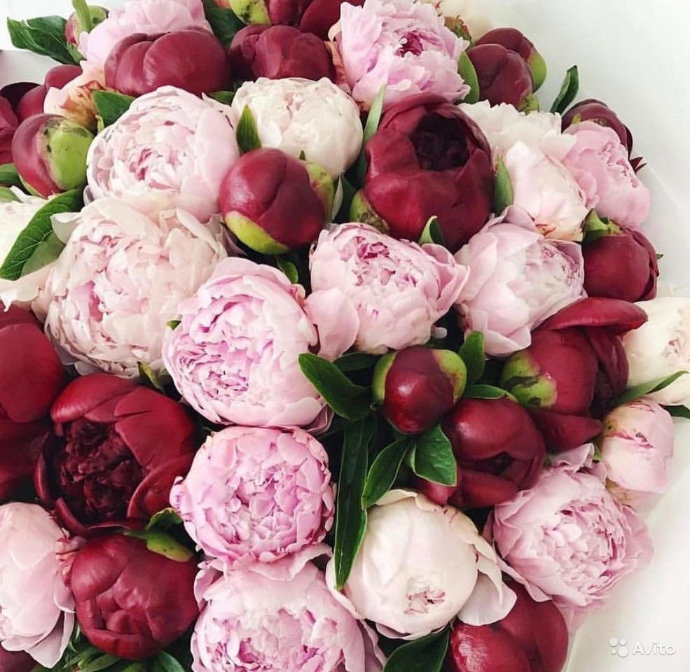 Гисслер пионы