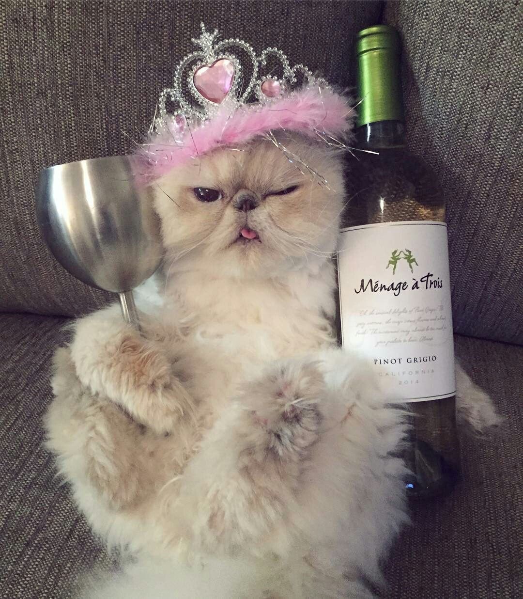 Кот поздравляет с др