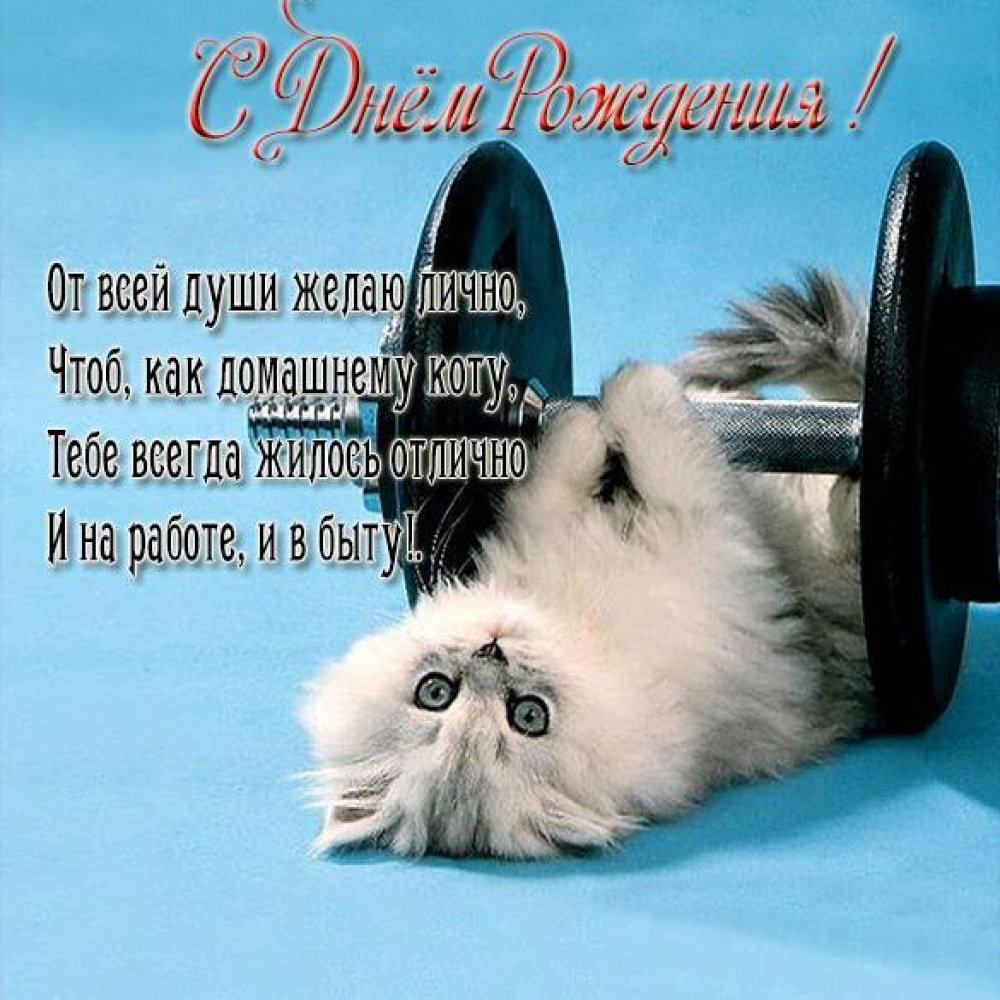 Поздравления с днём рождения с кошками