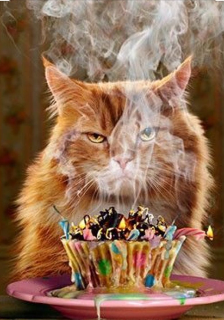 С днем рождения кот