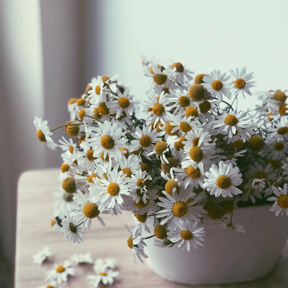 Букет ромашек в вазе