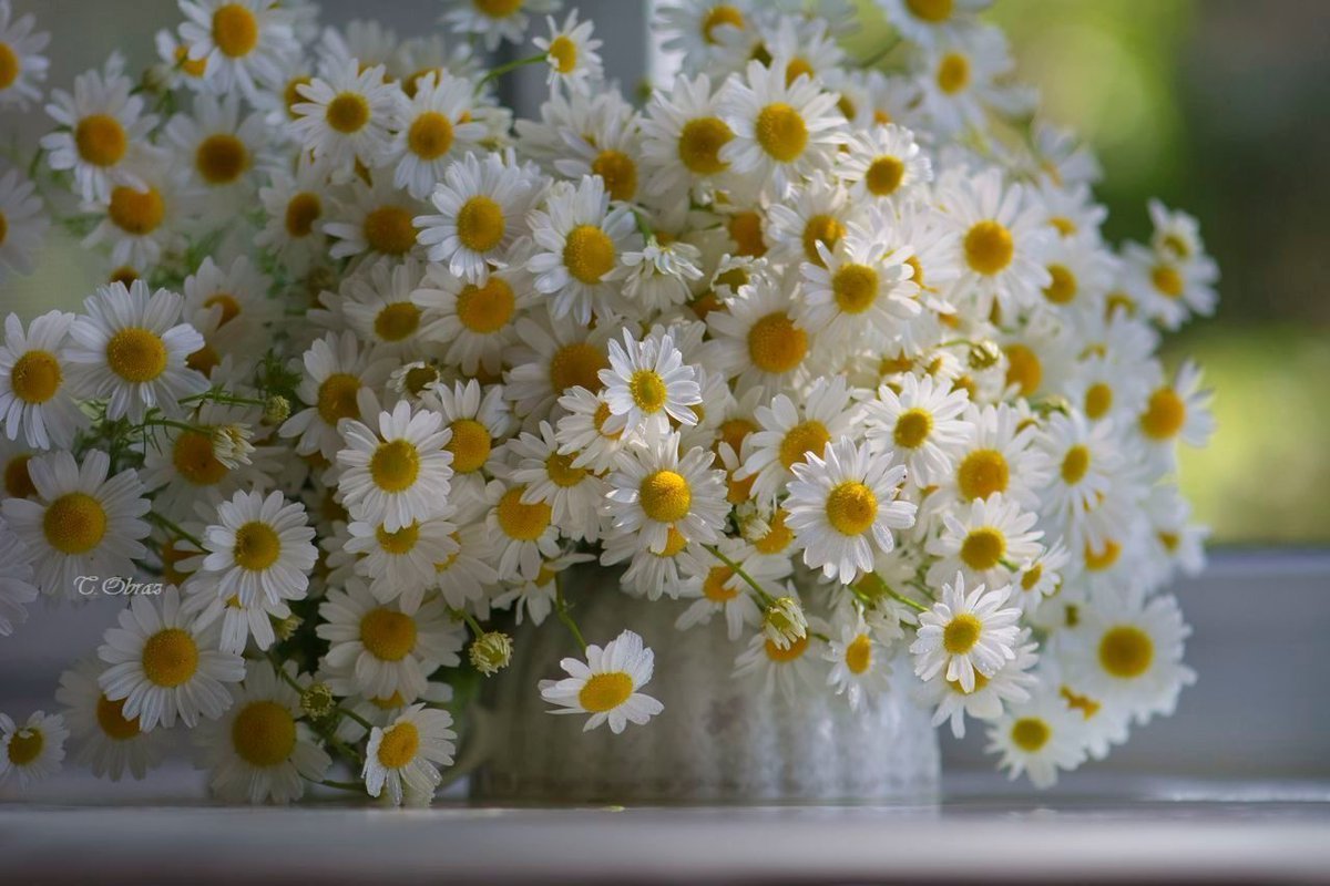 Ромашковое счастье