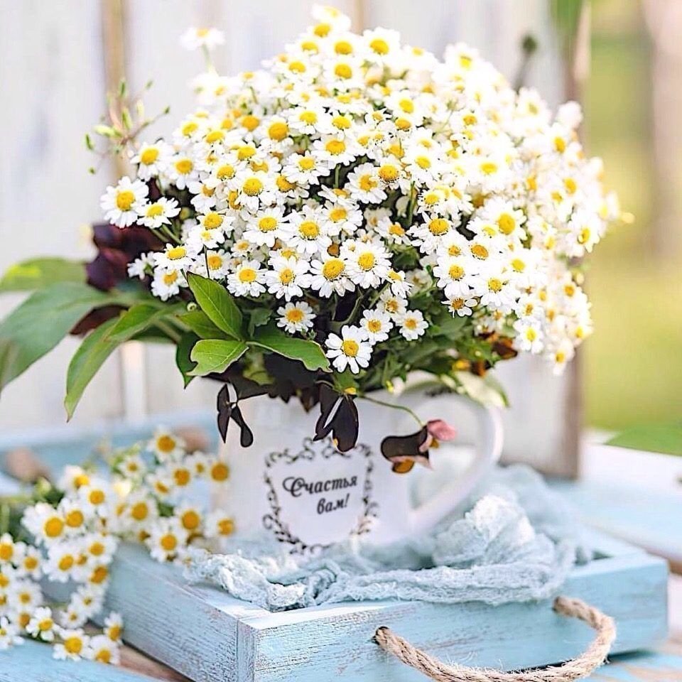 Нежные ромашки