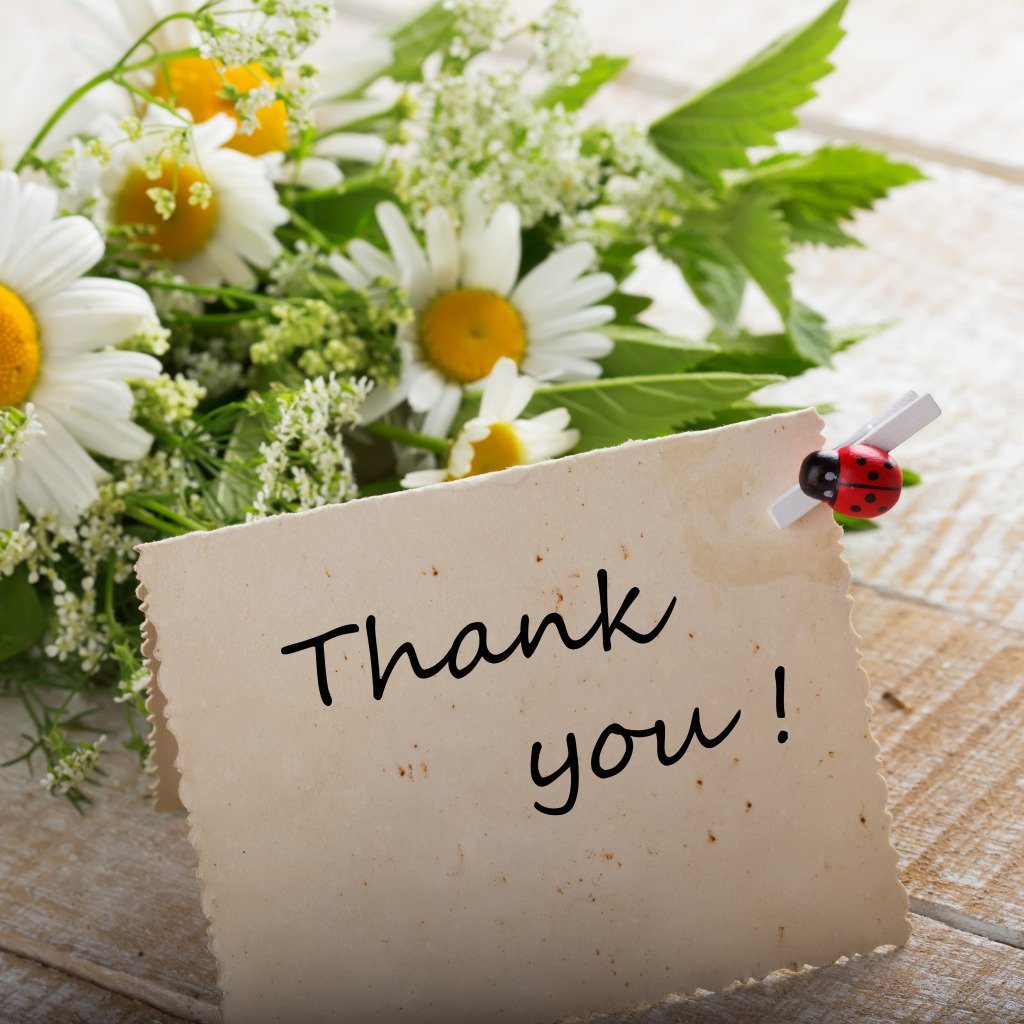 Лето ромашки