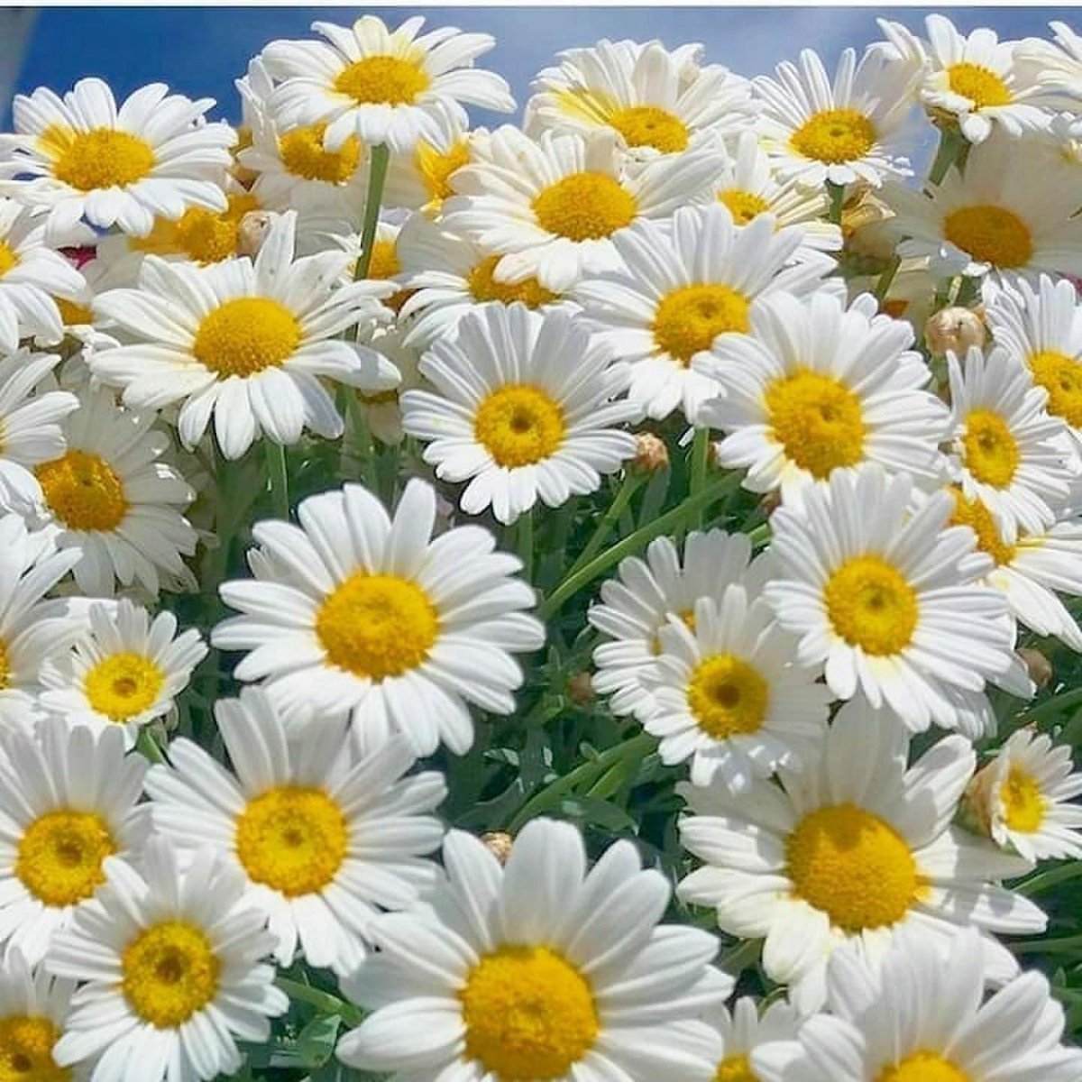 Ромашковый букет