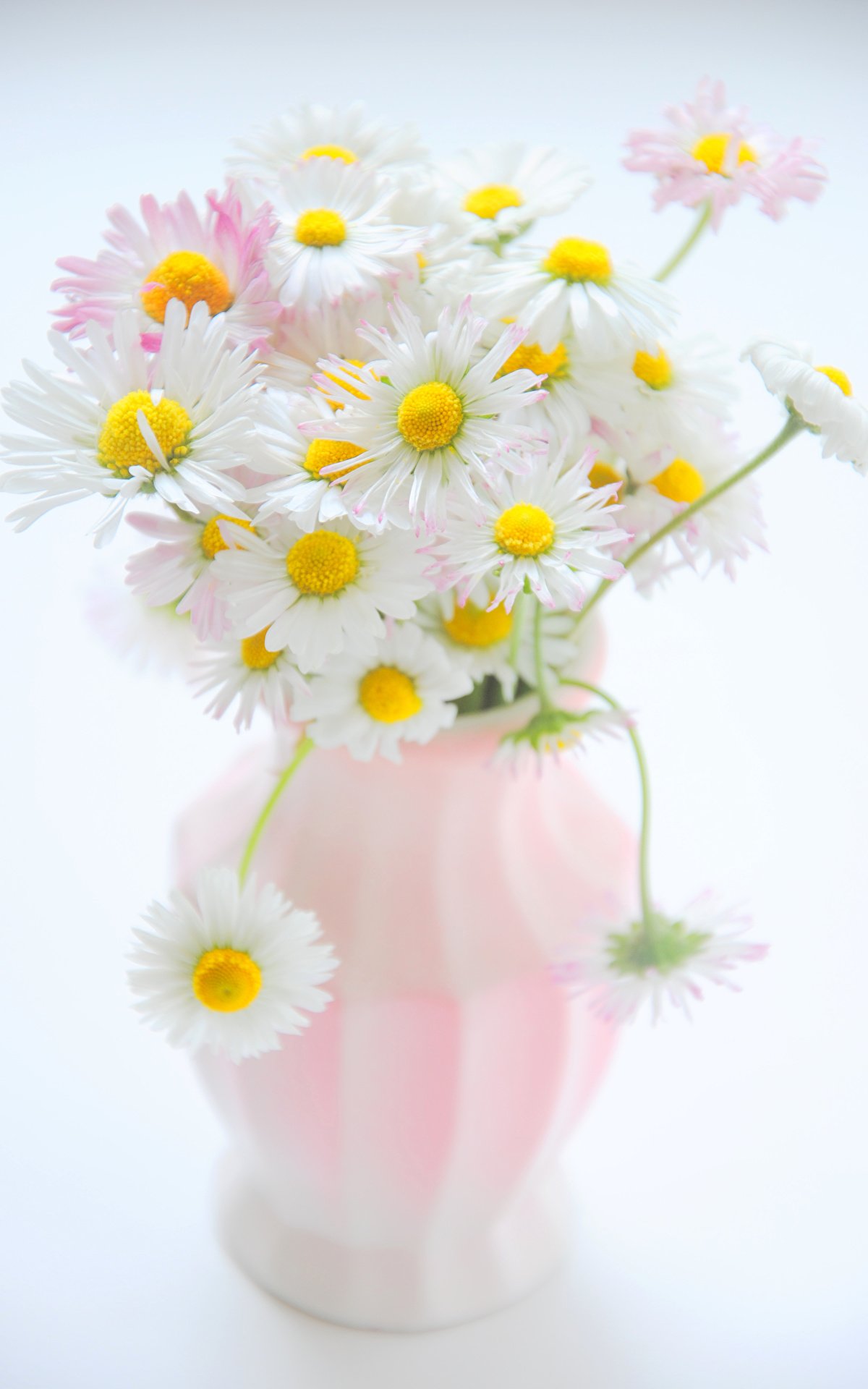 Добрые пожелания с ромашками