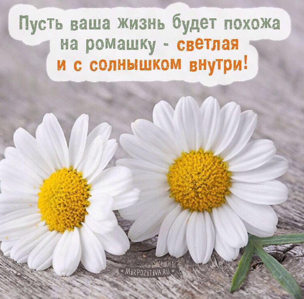 Красивый букет ромашек с добрым утром