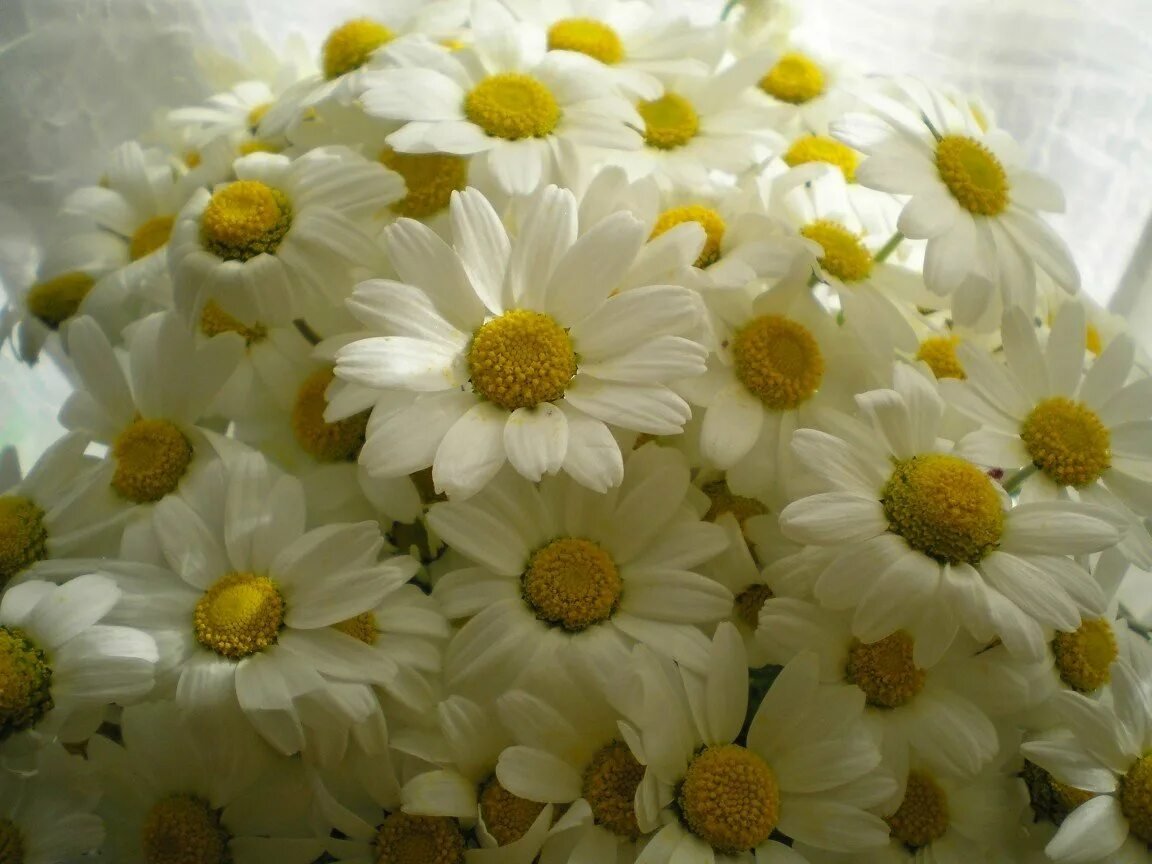 Стильные открытки с днём рождения ромашки