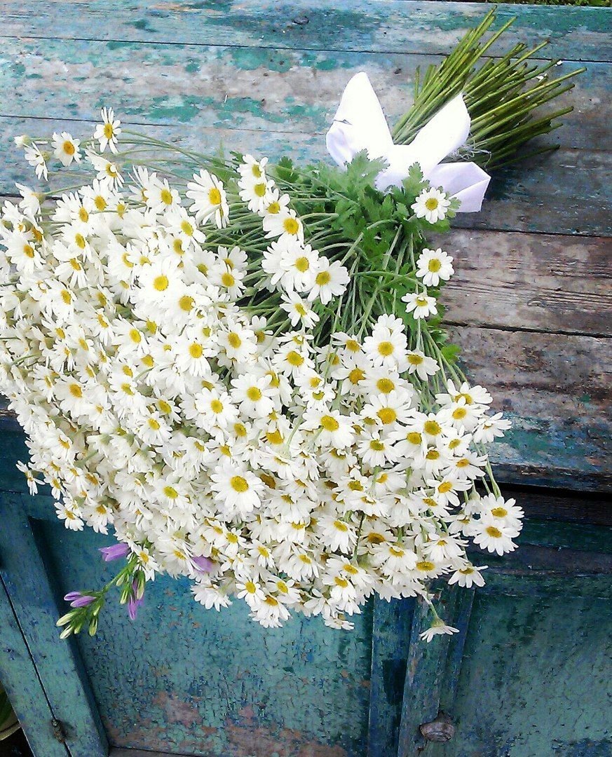 Ромашки на желтом фоне