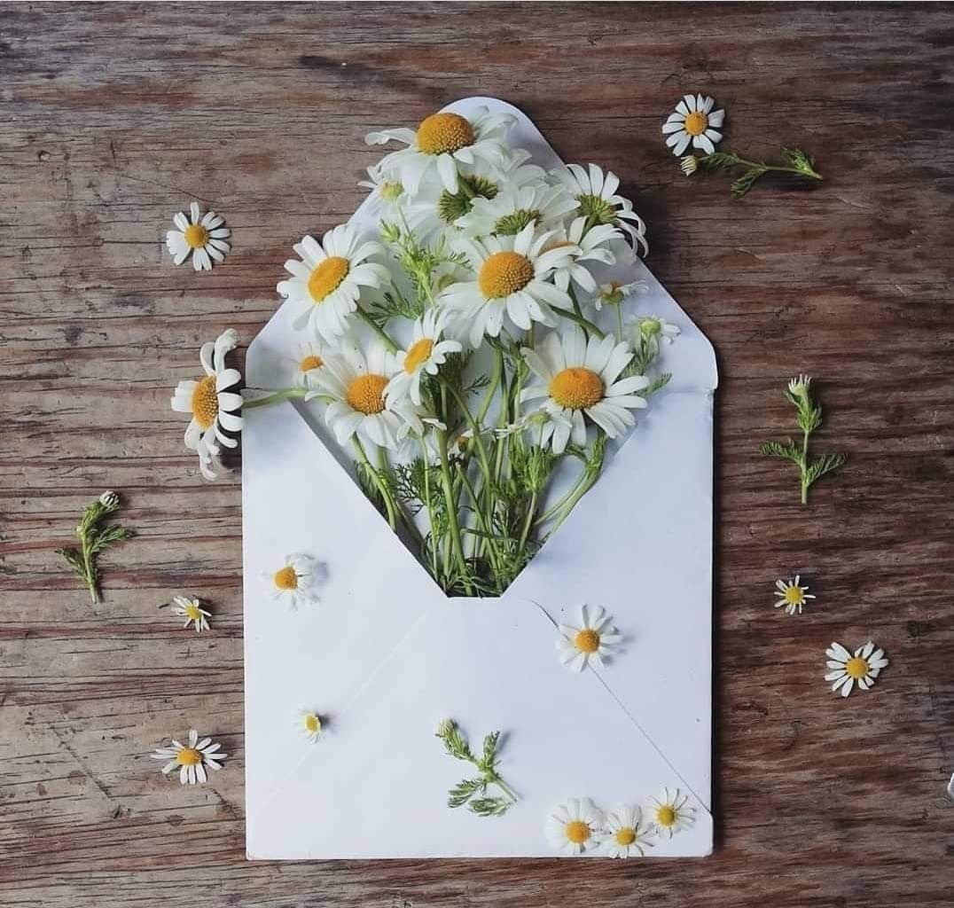 Поздравительные открытки с днем рождения с ромашками