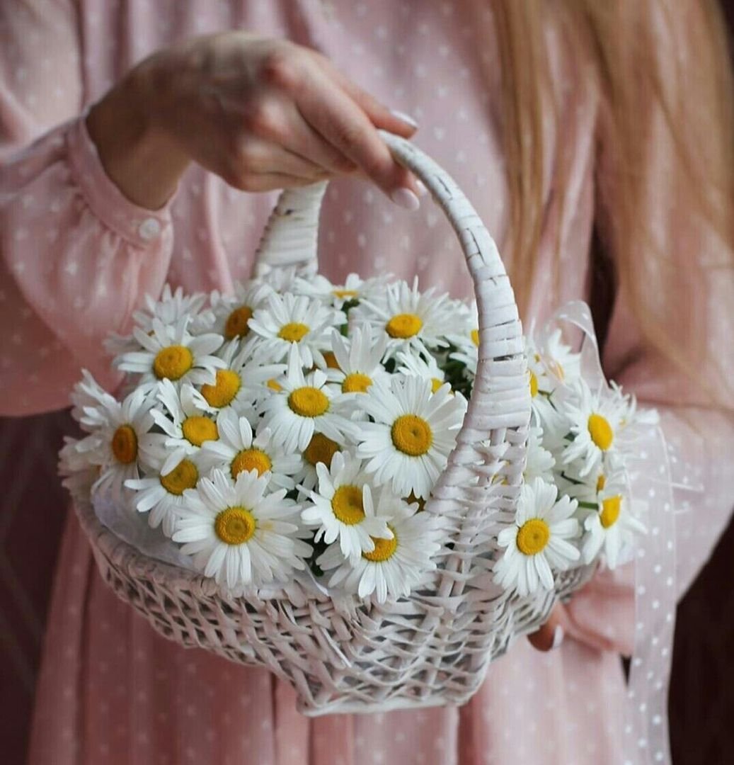 Ромашка белая лепесточки