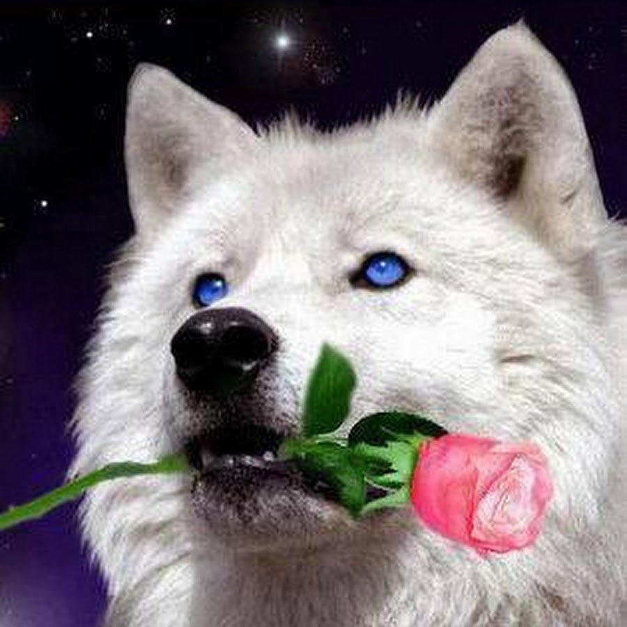 Волк с розой в зубах