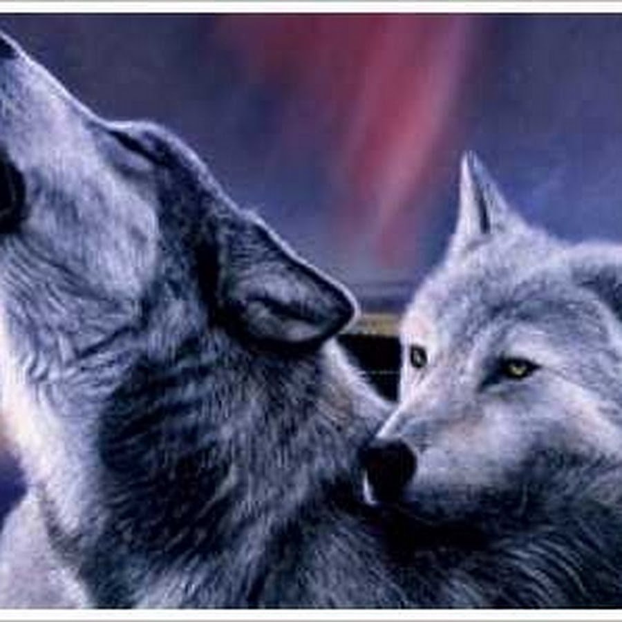 Волк поздравление