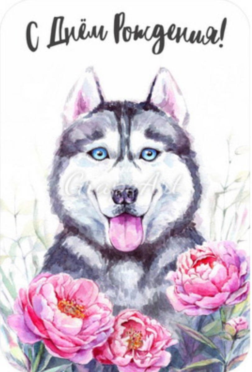 Открытки с днём рождения с хаски