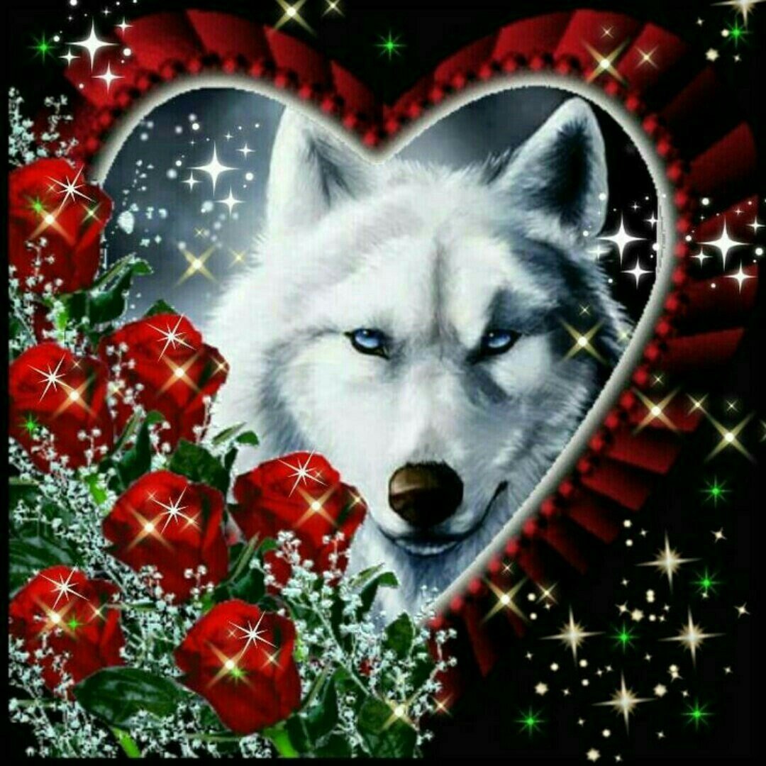 Спокойной ночи волк