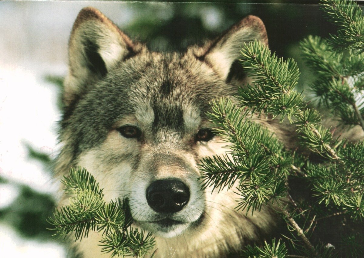 Красивый новогодний волк