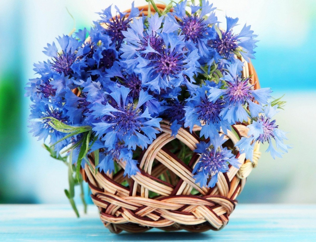 Сине белые цветы