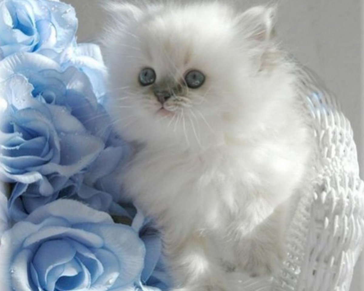 Открытка с днём рождения с котятами