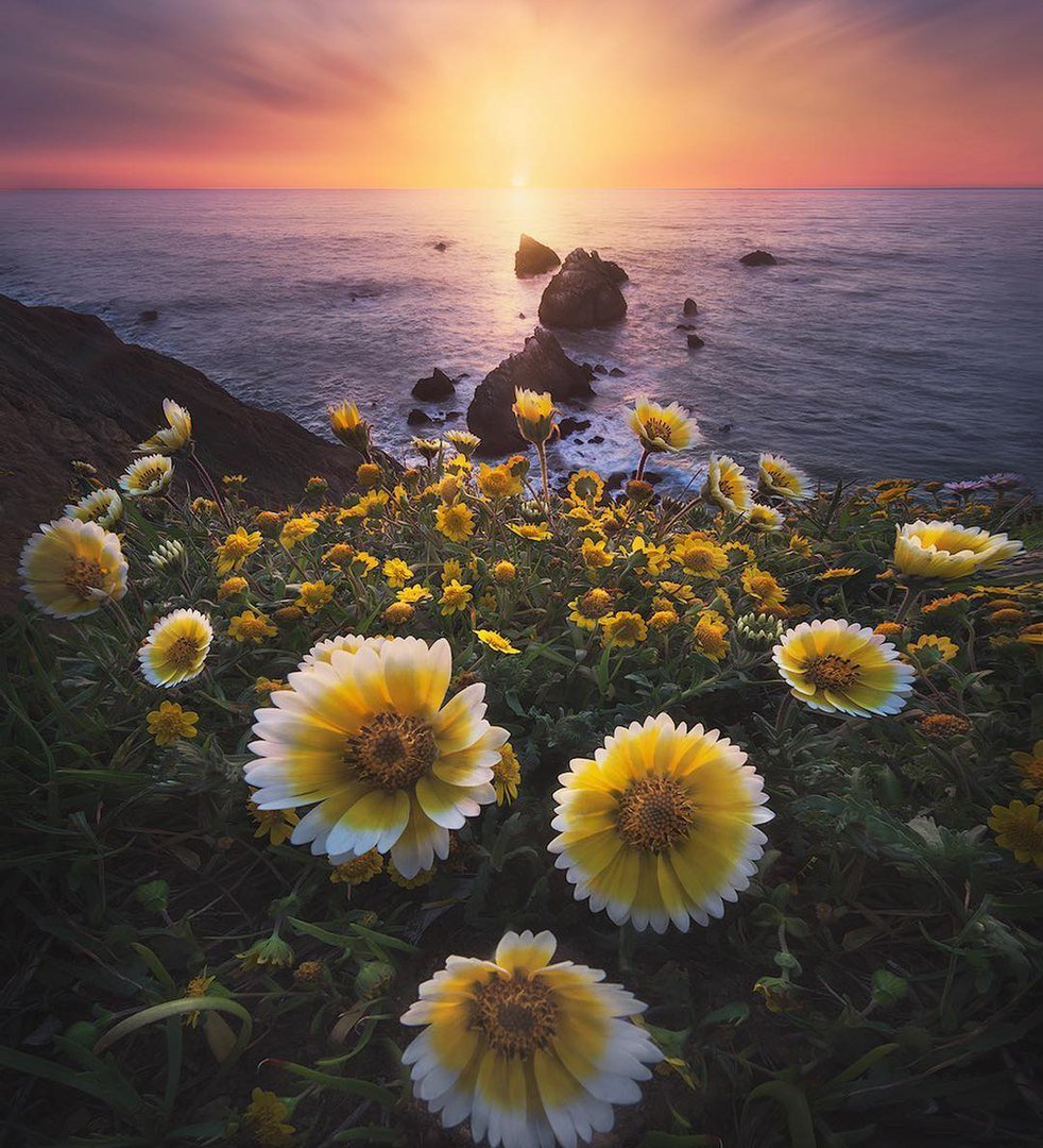 Цветы на рассвете