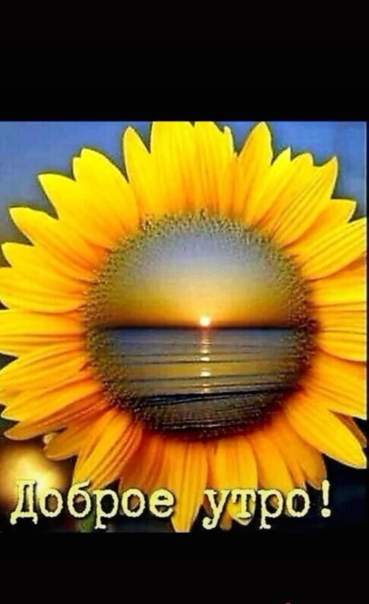 Доброго дня Подсолнухи