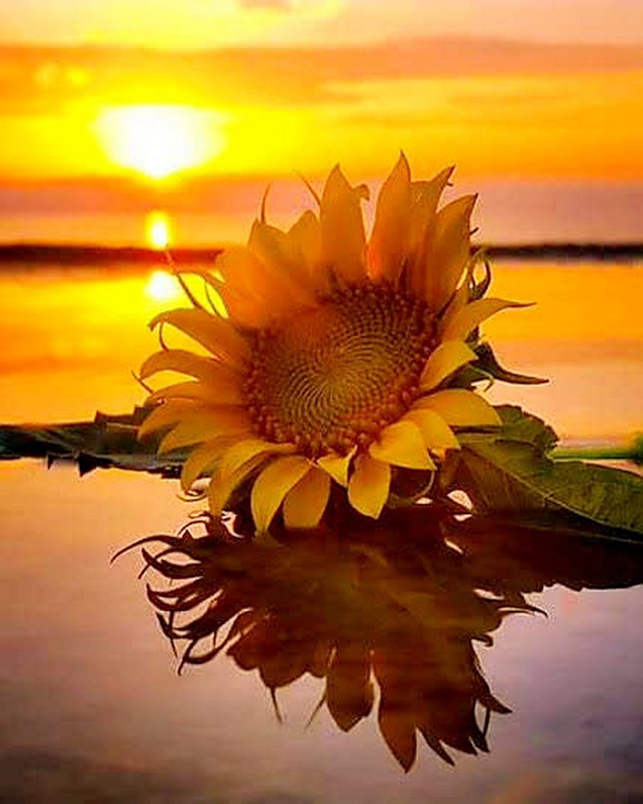 Подсолнухи и солнце