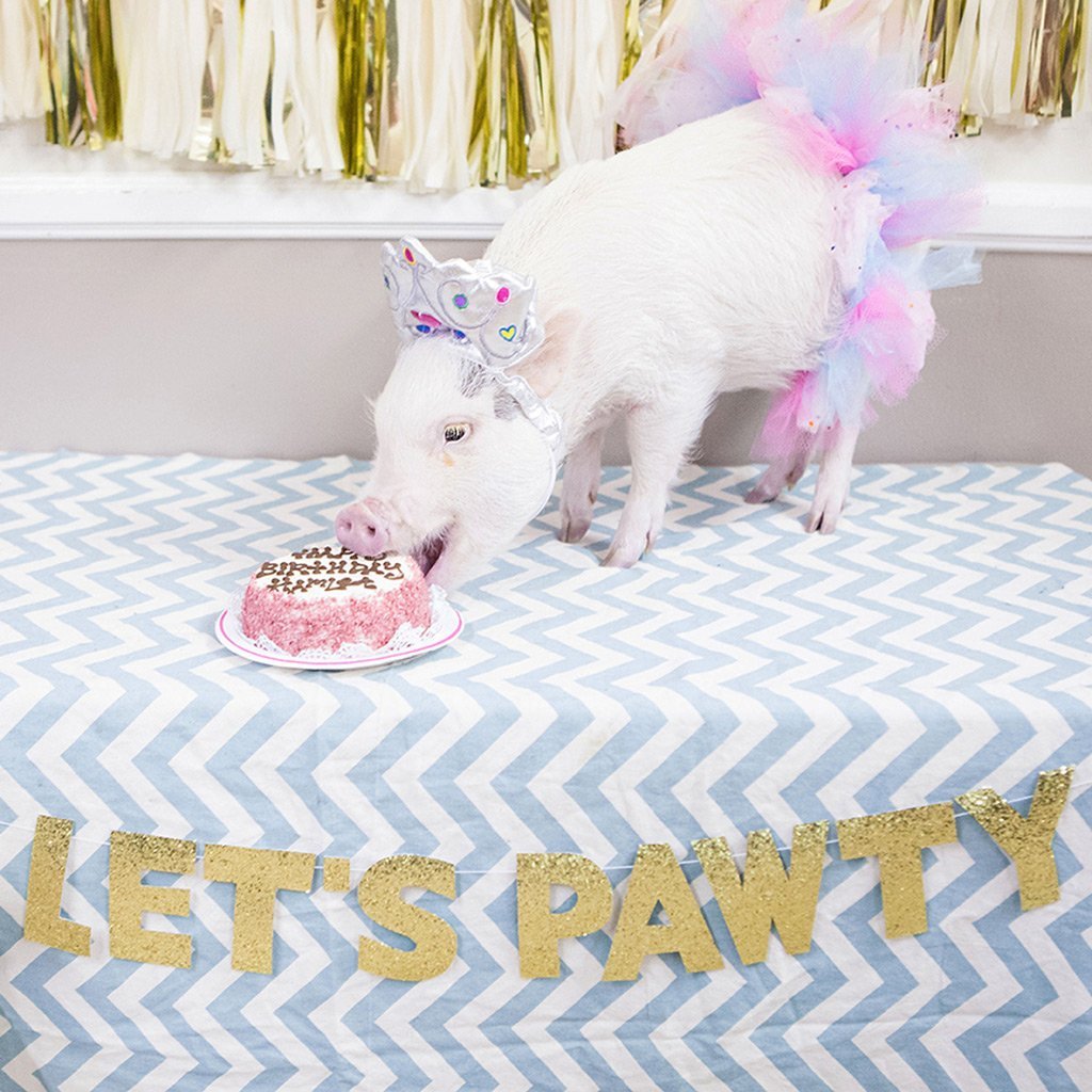 С днем рождения свинка