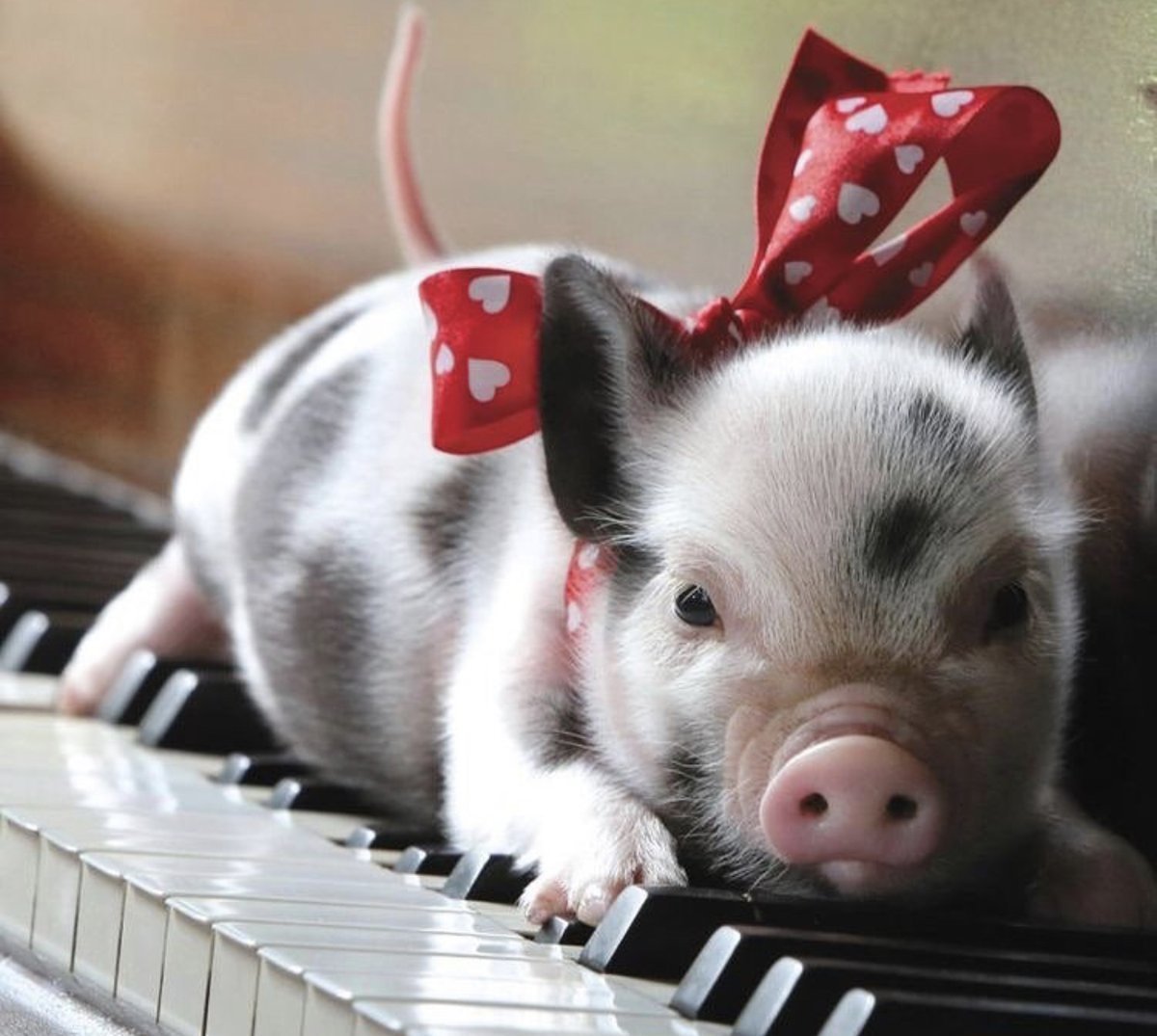 Праздничная свинья